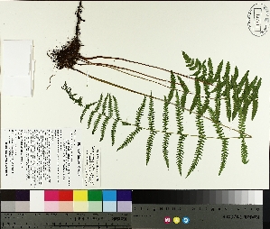  (Thelypteris palustris var. pubescens - TJD-491)  @11 [ ] CreativeCommons - Attribution Non-Commercial (2014) MTMG McGill University Herbarium