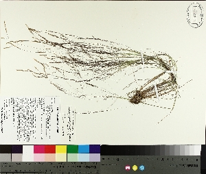  ( - TJD-296)  @11 [ ] CreativeCommons - Attribution Non-Commercial (2014) MTMG McGill University Herbarium
