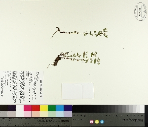  ( - TJD-298)  @11 [ ] CreativeCommons - Attribution Non-Commercial (2014) MTMG McGill University Herbarium