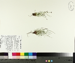  ( - TJD-299)  @11 [ ] CreativeCommons - Attribution Non-Commercial (2014) MTMG McGill University Herbarium