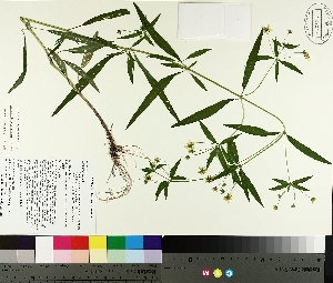  (Lysimachia hybrida - TJD-303)  @11 [ ] CreativeCommons - Attribution Non-Commercial (2014) MTMG McGill University Herbarium