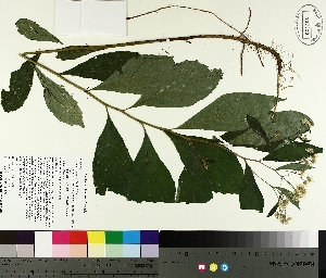  (Oclemena acuminata - TJD-311)  @11 [ ] CreativeCommons - Attribution Non-Commercial (2014) MTMG McGill University Herbarium