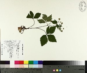  ( - TJD-314)  @11 [ ] CreativeCommons - Attribution Non-Commercial (2014) MTMG McGill University Herbarium