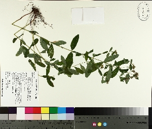  ( - TJD-317)  @11 [ ] CreativeCommons - Attribution Non-Commercial (2014) MTMG McGill University Herbarium
