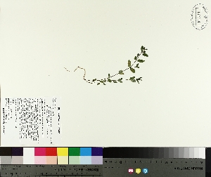  (Euphorbia vermiculata - TJD-321)  @11 [ ] CreativeCommons - Attribution Non-Commercial (2014) MTMG McGill University Herbarium