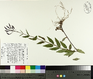  ( - TJD-324)  @11 [ ] CreativeCommons - Attribution Non-Commercial (2014) MTMG McGill University Herbarium