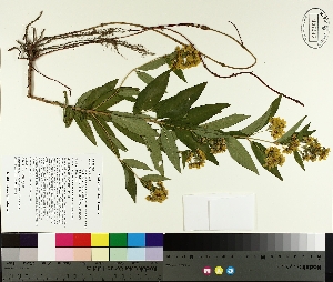  ( - TJD-327)  @11 [ ] CreativeCommons - Attribution Non-Commercial (2014) MTMG McGill University Herbarium