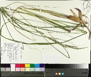 (Spartina pectinata - TJD-334)  @11 [ ] CreativeCommons - Attribution Non-Commercial (2014) MTMG McGill University Herbarium