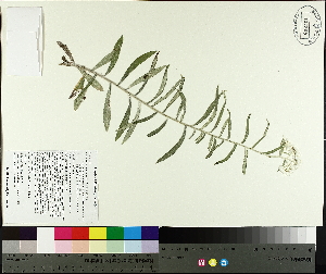  ( - TJD-350)  @11 [ ] CreativeCommons - Attribution Non-Commercial (2014) MTMG McGill University Herbarium