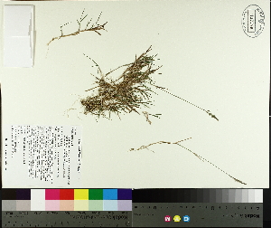  ( - TJD-351)  @11 [ ] CreativeCommons - Attribution Non-Commercial (2014) MTMG McGill University Herbarium