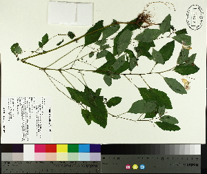  ( - TJD-372)  @11 [ ] CreativeCommons - Attribution Non-Commercial (2014) MTMG McGill University Herbarium