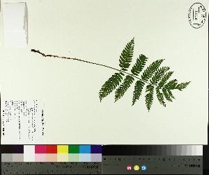  ( - TJD-496)  @11 [ ] CreativeCommons - Attribution Non-Commercial (2014) MTMG McGill University Herbarium