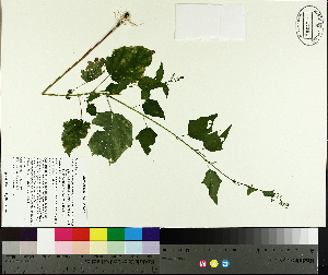  ( - TJD-382)  @11 [ ] CreativeCommons - Attribution Non-Commercial (2014) MTMG McGill University Herbarium