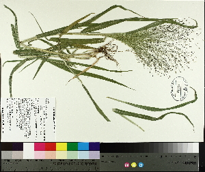  (Panicum capillare - TJD-383)  @11 [ ] CreativeCommons - Attribution Non-Commercial (2014) MTMG McGill University Herbarium