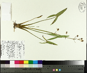  ( - TJD-398)  @11 [ ] CreativeCommons - Attribution Non-Commercial (2014) MTMG McGill University Herbarium