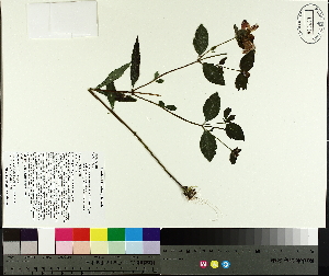  ( - TJD-414)  @11 [ ] CreativeCommons - Attribution Non-Commercial (2014) MTMG McGill University Herbarium