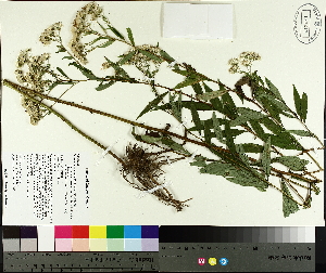  ( - TJD-428)  @11 [ ] CreativeCommons - Attribution Non-Commercial (2014) MTMG McGill University Herbarium