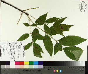  ( - TJD-430)  @11 [ ] CreativeCommons - Attribution Non-Commercial (2014) MTMG McGill University Herbarium