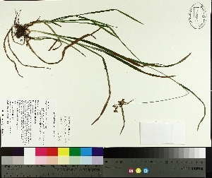  (Scirpus hattorianus - TJD-441)  @11 [ ] CreativeCommons - Attribution Non-Commercial (2014) MTMG McGill University Herbarium