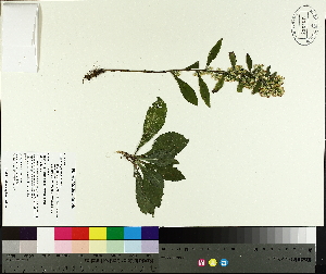  ( - TJD-442)  @11 [ ] CreativeCommons - Attribution Non-Commercial (2014) MTMG McGill University Herbarium