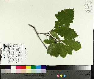  ( - TJD-456)  @11 [ ] CreativeCommons - Attribution Non-Commercial (2014) MTMG McGill University Herbarium