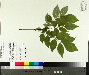  ( - TJD-458)  @11 [ ] CreativeCommons - Attribution Non-Commercial (2014) MTMG McGill University Herbarium