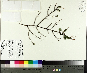  ( - TJD-472)  @11 [ ] CreativeCommons - Attribution Non-Commercial (2014) MTMG McGill University Herbarium