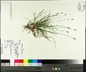  ( - TJD-547)  @11 [ ] CreativeCommons - Attribution Non-Commercial (2014) MTMG McGill University Herbarium