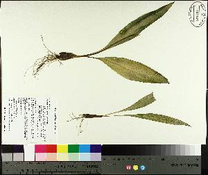  (Allium tricoccum - TJD-554)  @11 [ ] CreativeCommons - Attribution Non-Commercial (2014) MTMG McGill University Herbarium