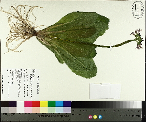  (Primula beesiana - TJD-556)  @11 [ ] CreativeCommons - Attribution Non-Commercial (2014) MTMG McGill University Herbarium