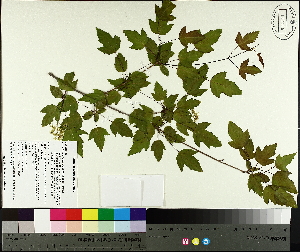  ( - TJD-557)  @11 [ ] CreativeCommons - Attribution Non-Commercial (2014) MTMG McGill University Herbarium