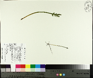  (Botrychium matricariifolium - TJD-569)  @11 [ ] CreativeCommons - Attribution Non-Commercial (2014) MTMG McGill University Herbarium
