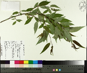  ( - TJD-584)  @11 [ ] CreativeCommons - Attribution Non-Commercial (2014) MTMG McGill University Herbarium