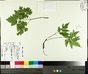  ( - TJD-586)  @11 [ ] CreativeCommons - Attribution Non-Commercial (2014) MTMG McGill University Herbarium