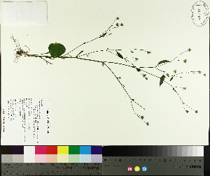  ( - TJD-605)  @11 [ ] CreativeCommons - Attribution Non-Commercial (2014) MTMG McGill University Herbarium