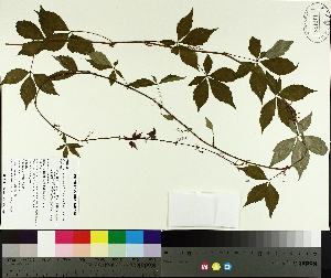  ( - TJD-606)  @11 [ ] CreativeCommons - Attribution Non-Commercial (2014) MTMG McGill University Herbarium