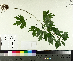  ( - TJD-622)  @11 [ ] CreativeCommons - Attribution Non-Commercial (2014) MTMG McGill University Herbarium