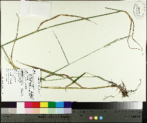  (Elymus trachycaulus ssp trachycaulus - TJD-625)  @11 [ ] CreativeCommons - Attribution Non-Commercial (2014) MTMG McGill University Herbarium