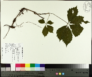  ( - TJD-636)  @11 [ ] CreativeCommons - Attribution Non-Commercial (2014) MTMG McGill University Herbarium