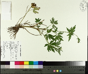  (Ranunculus pensylvanicus - TJD-639)  @11 [ ] CreativeCommons - Attribution Non-Commercial (2014) MTMG McGill University Herbarium