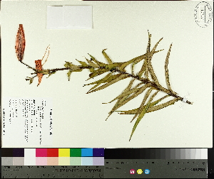  (Lilium lancifolium - TJD-645)  @11 [ ] CreativeCommons - Attribution Non-Commercial (2014) MTMG McGill University Herbarium