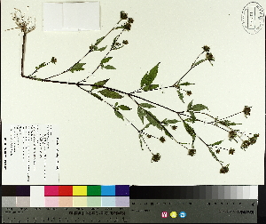  ( - TJD-655)  @11 [ ] CreativeCommons - Attribution Non-Commercial (2014) MTMG McGill University Herbarium