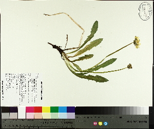  (Taraxacum ceratophorum - TJD-671)  @11 [ ] CreativeCommons - Attribution Non-Commercial (2014) MTMG McGill University Herbarium