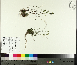  ( - TJD-674)  @11 [ ] CreativeCommons - Attribution Non-Commercial (2014) MTMG McGill University Herbarium