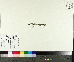  (Ranunculus allenii - TJD-682)  @11 [ ] CreativeCommons - Attribution Non-Commercial (2014) MTMG McGill University Herbarium
