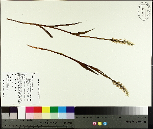  (Platanthera dilatata var. dilatata - TJD-686)  @11 [ ] CreativeCommons - Attribution Non-Commercial (2014) MTMG McGill University Herbarium