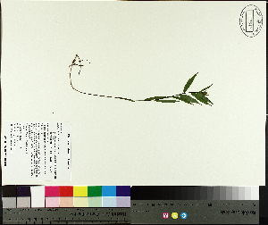  (Eurybia radula - TJD-696)  @11 [ ] CreativeCommons - Attribution Non-Commercial (2014) MTMG McGill University Herbarium