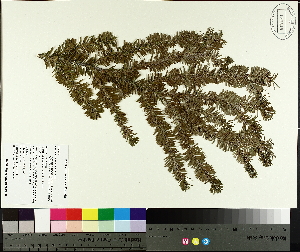  ( - TJD-697)  @11 [ ] CreativeCommons - Attribution Non-Commercial (2014) MTMG McGill University Herbarium