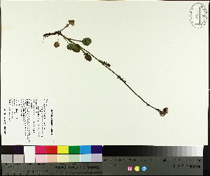  (Packera pauciflora - TJD-698)  @11 [ ] CreativeCommons - Attribution Non-Commercial (2014) MTMG McGill University Herbarium