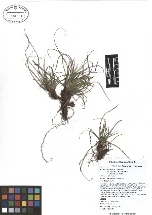  ( - TJD-004)  @11 [ ] CreativeCommons - Attribution Non-Commercial (2013) MTMG McGill Herbarium